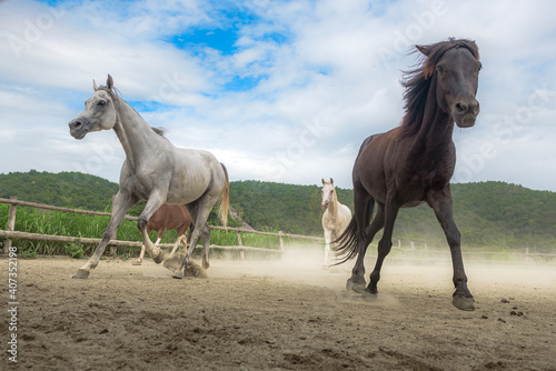Horses in the Farm, Pony running and standing in the farm with mountain background.