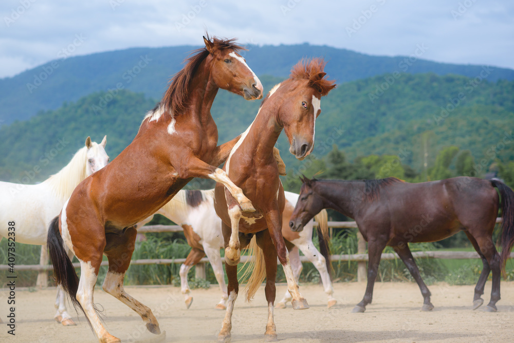 Horses in the Farm, Pony running and standing in the farm with mountain background.