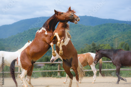 Horses in the Farm, Pony running and standing in the farm with mountain background.