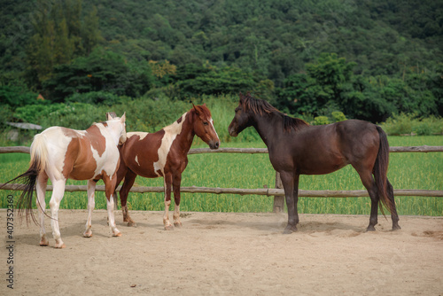 Horses in the Farm, Pony running and standing in the farm with mountain background.