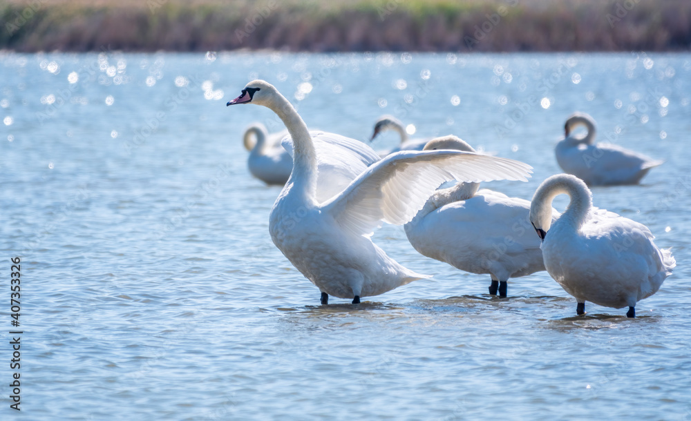 Graceful white Swan swimming in the lake and flaps its wings on the water. Graceful white Swan swimming in the lake and flaps its wings on the water.