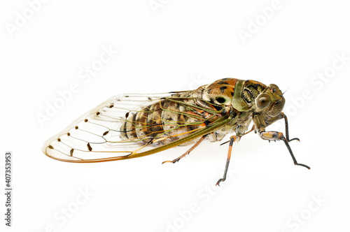 Large brown cicada on the rock isolated on white background.