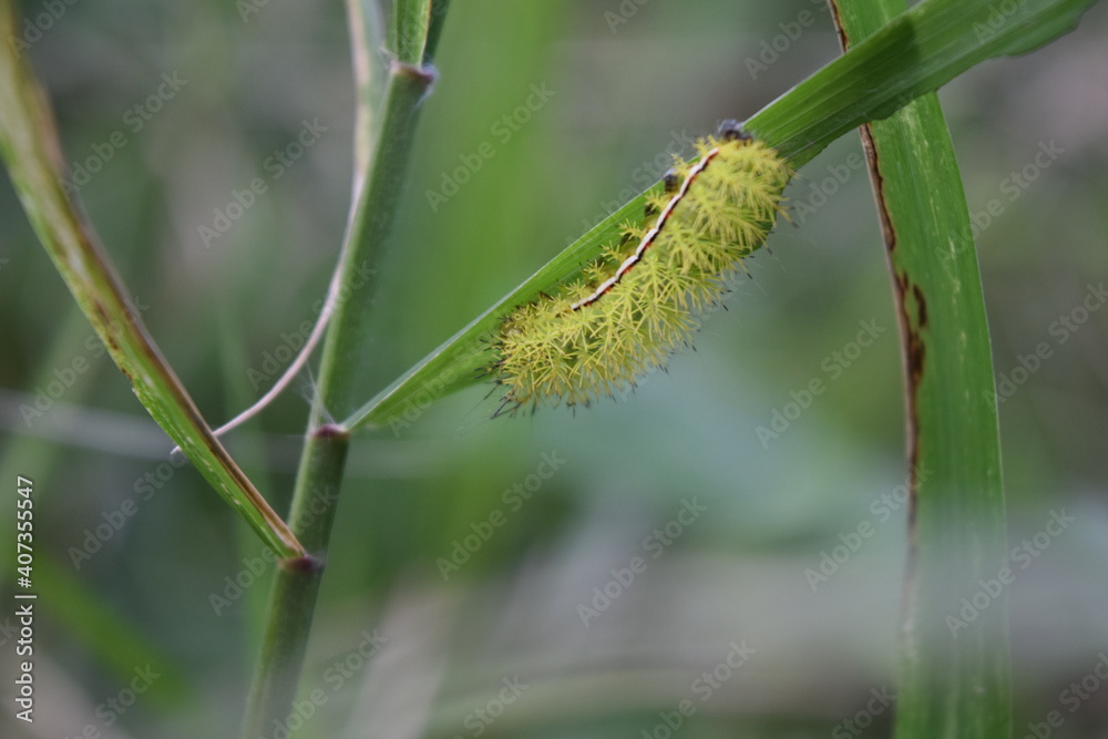 Insect, bug, Choachí, Colombia