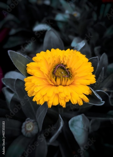 Beautiful SunFlower Stock Photo in Dark Nature Background