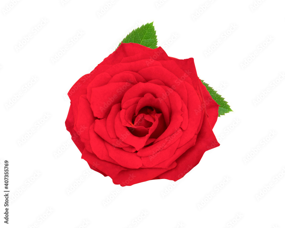 Naklejka premium Pink coral rose isolated on white background studio shot photography