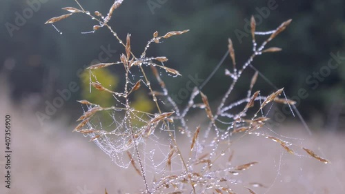 Morning dew on cobwebs and dry grass on a summer morning macro