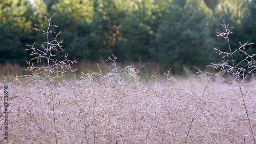 Morning dew on cobwebs and dry grass on a summer morning macro