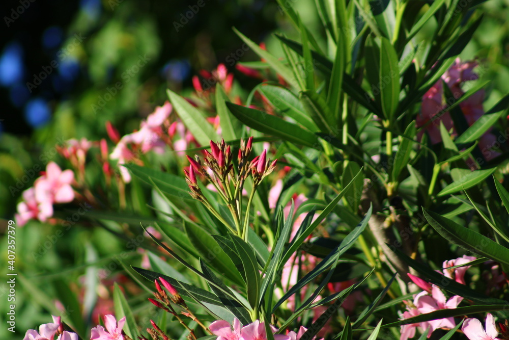Oleander Flowers in bloom Oleander Flowers in bloom