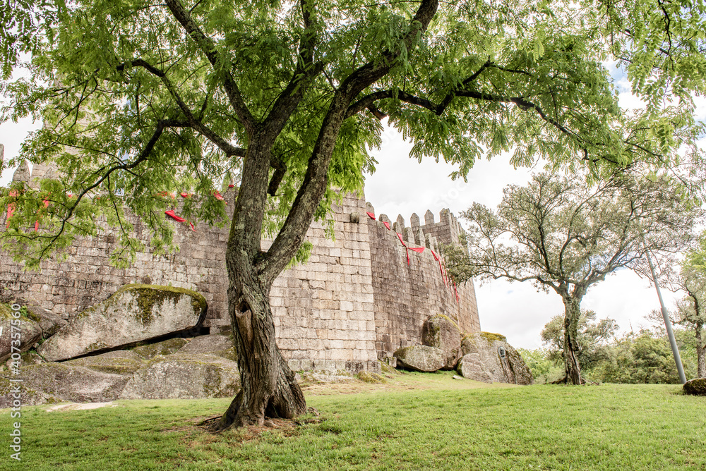 The tree in front of the Castle of Guimaraes, Portugal The tree in front of the Castle of Guimaraes, Portugal