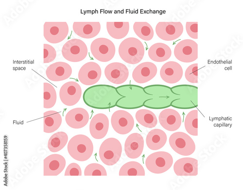 Lymphatic vessel concept