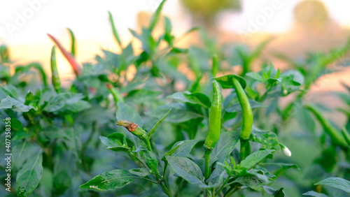 Close-up fresh Green red ripe chillies plantation in the vegetable garden agriculture in the countryside   Healthy food concept.