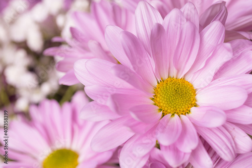 Beautiful Daisy flower texture close up