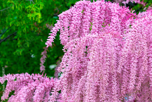 Beautiful blooming Smallflower Tamarisk tree or Tamarix parviflora with pink flowers photo