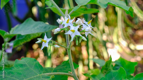 White flowers of eggplant in plant garden with sunlight with blur tree background © Socoxbreed