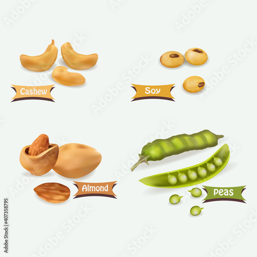 realistic vector bean