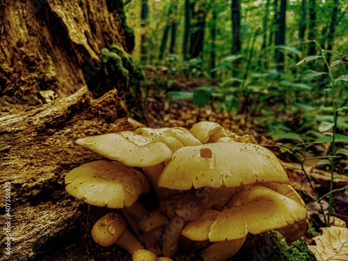 Mushroom near a log in a ferny forest