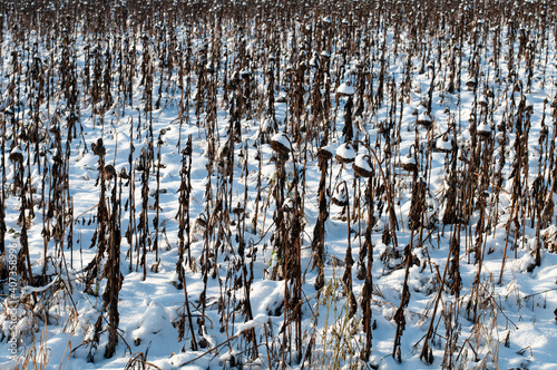 an agricultural field in winter with wilted sunflowers