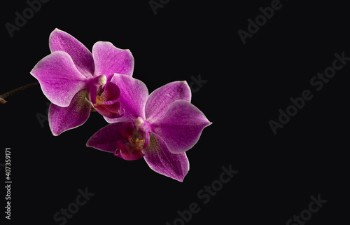 Two purple orchid flowers on a black isolated background. Selective focus, a place to copy.