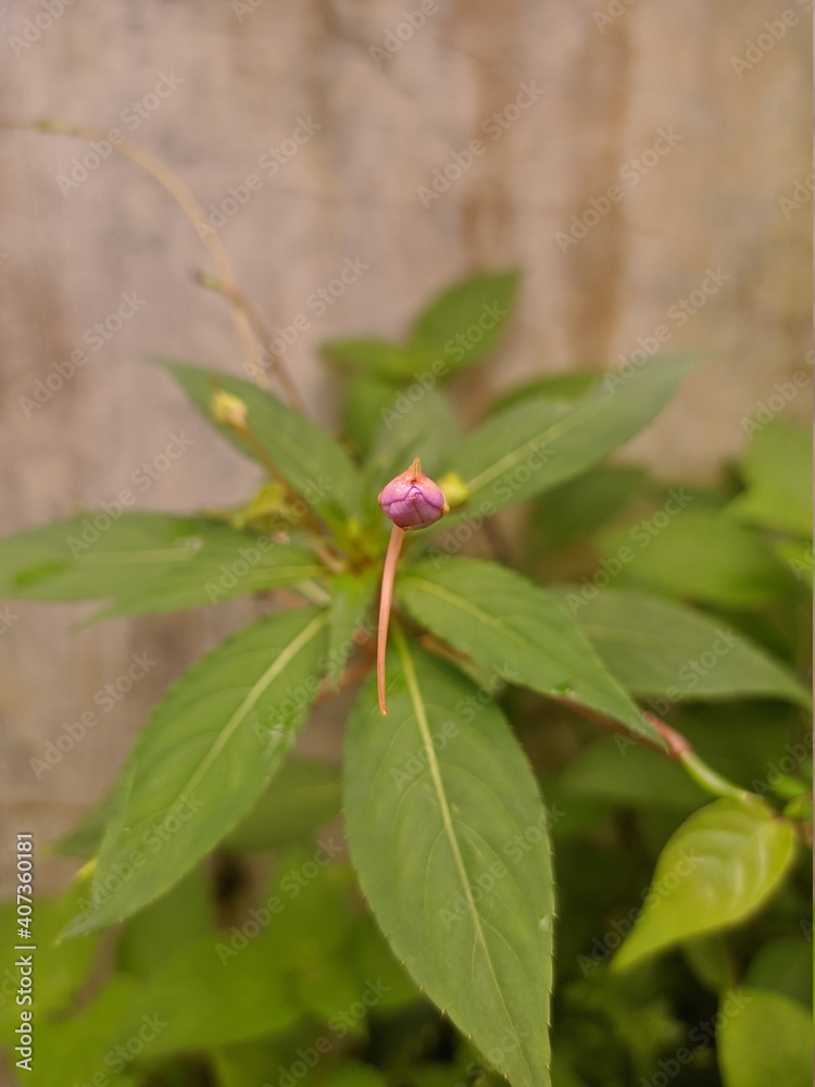 flower of a plant flower of a plant
