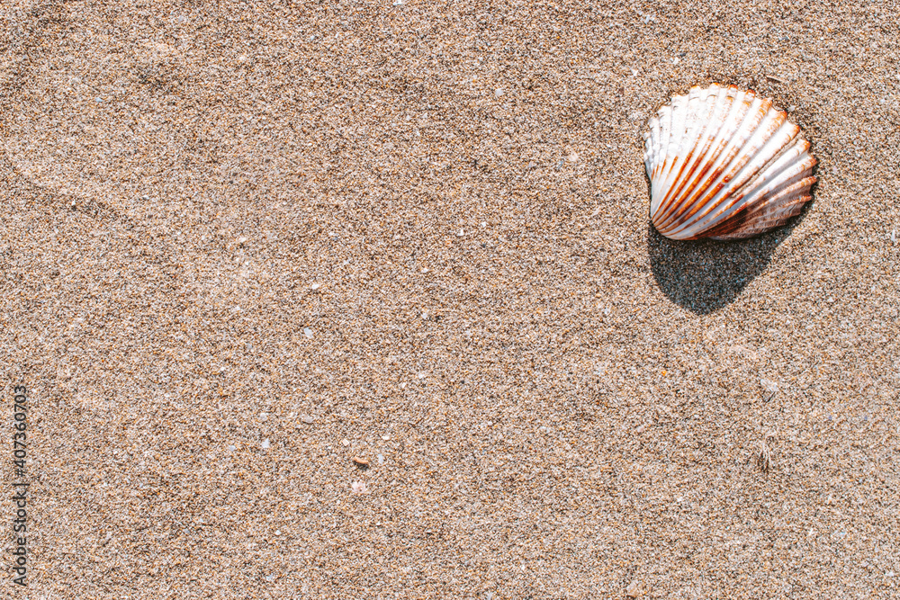 Summer concept background with seashells, shells on sand tropical sea beach. Design of summer vacation holiday concept. Summer concept background with seashells, shells on sand tropical sea beach. Design of summer vacation holiday concept.