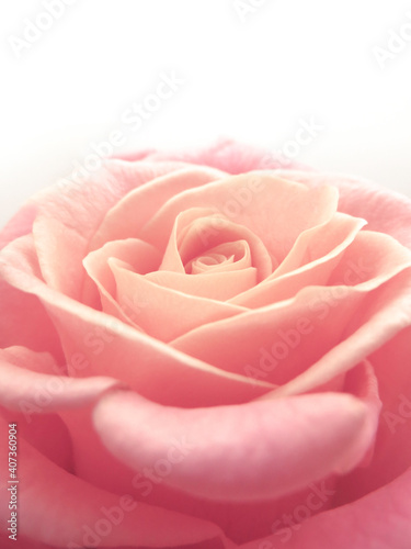 Pink rose close-up can use as background.  Soft and dreamy 