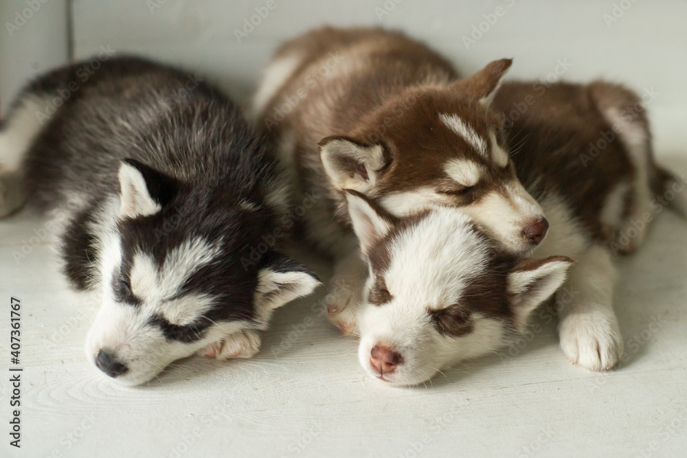 group of puppies husky