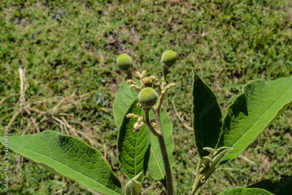 Obraz premium Solanum granuloso-leprosum