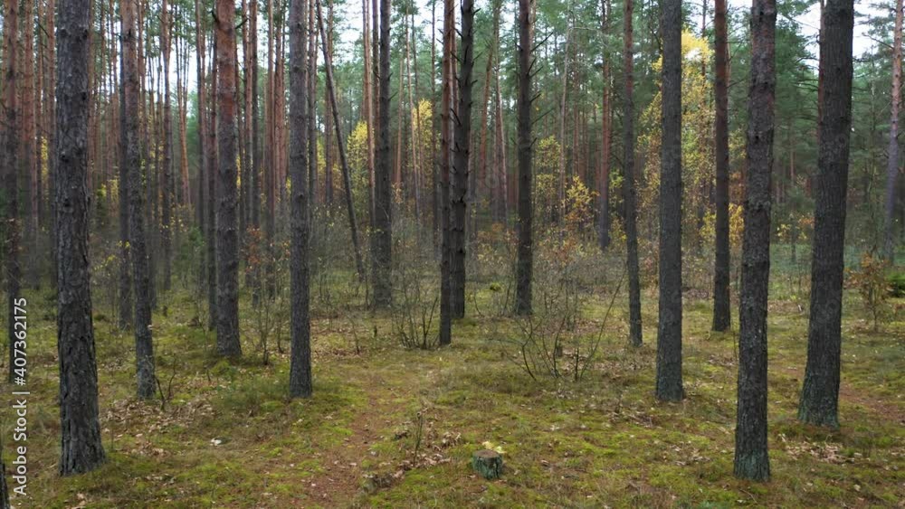 Drone shot flying on autumn pine tree forest. Slow flight in forest on fall season.
Drone shot flying on autumn pine tree forest. Slow flight in forest on fall season.