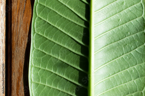 leaf Plumeria isolated on white background. Green leaf isolated on white background. For background Graphic or Texture.