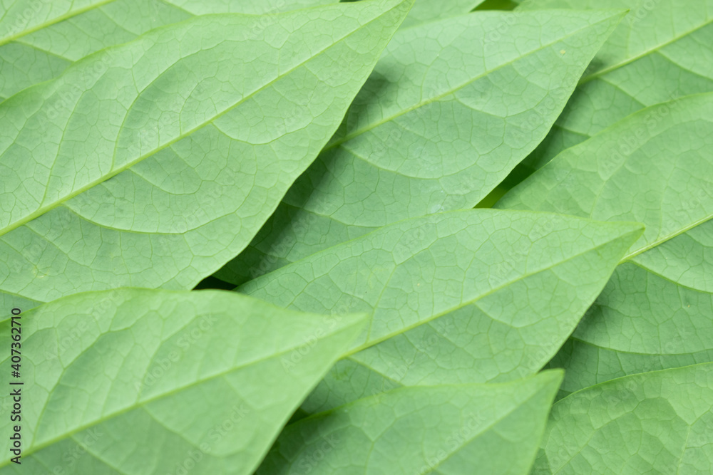 Extreme close up texture of green leaf veins Extreme close up texture of green leaf veins