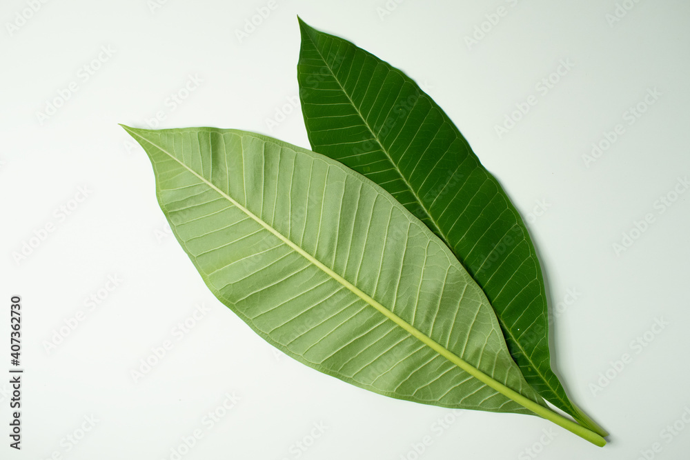Obraz premium leaf Plumeria isolated on white background. Green leaf isolated on white background. For background Graphic or Texture.