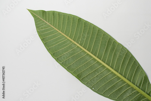 leaf Plumeria isolated on white background. Green leaf isolated on white background. For background Graphic or Texture.