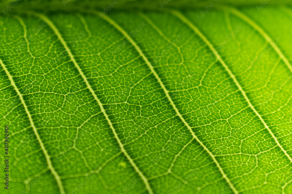 Fototapeta premium Extreme close up texture of green leaf veins
