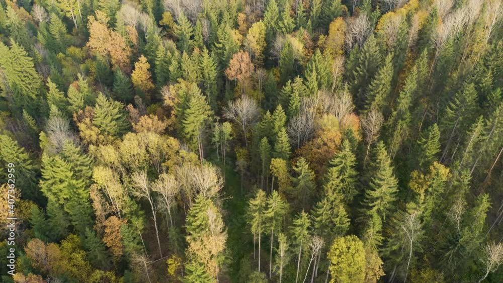Autumn forest landscape with golden trees, aerial top-down view. Slow flight in forest on fall season.
Autumn forest landscape with golden trees, aerial top-down view. Slow flight in forest on fall season.