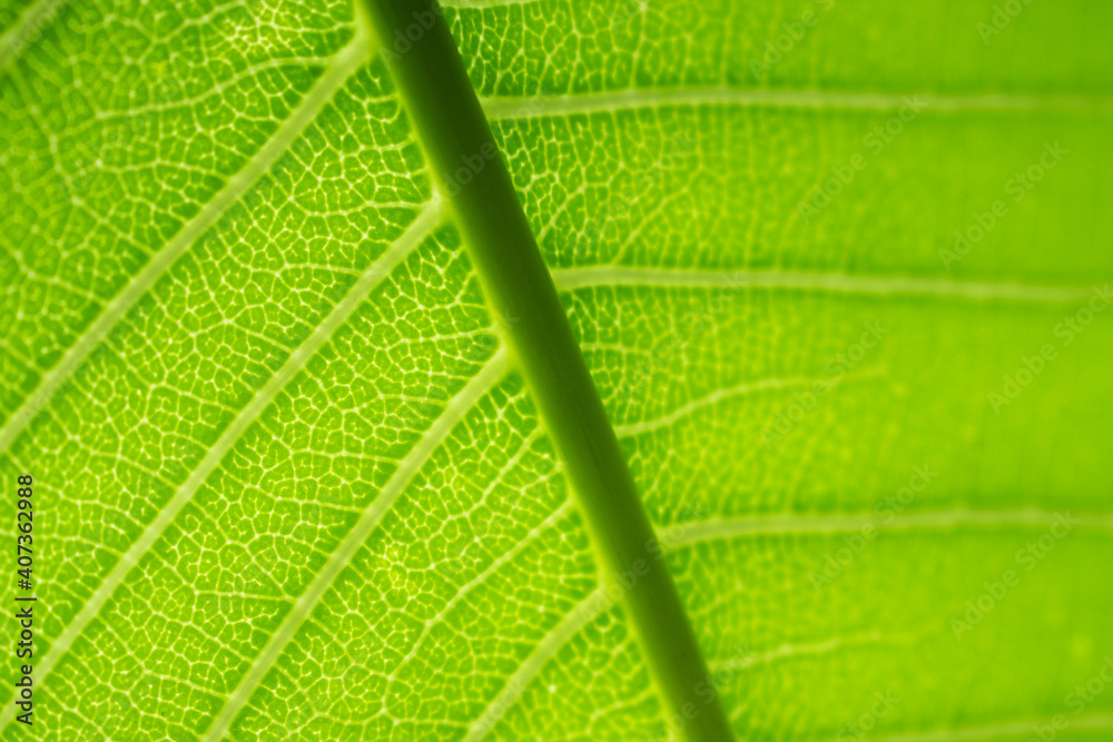 Extreme close up texture of green leaf veins Extreme close up texture of green leaf veins