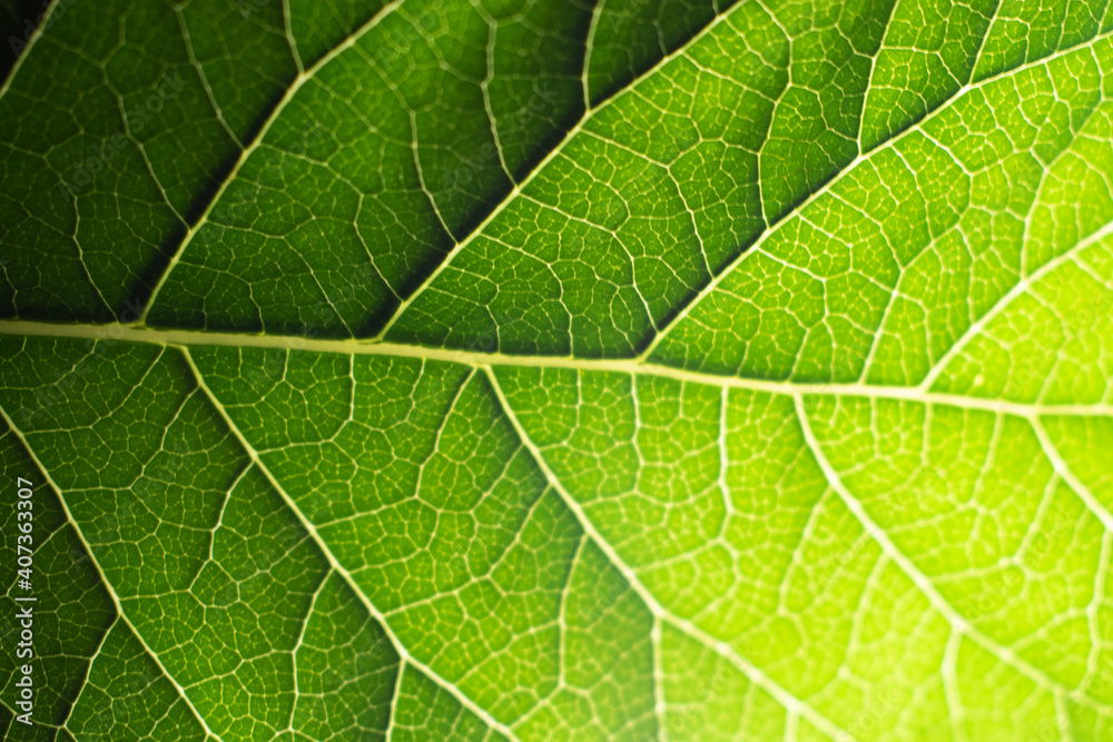 Extreme close up texture of green leaf veins Extreme close up texture of green leaf veins