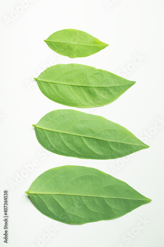 Gooseberry leaves placed on a white background. Green leaf isolated on white background. For background Graphic or Texture.