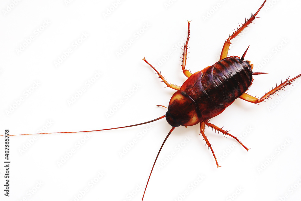 close-up cockroach on white background close-up cockroach on white background