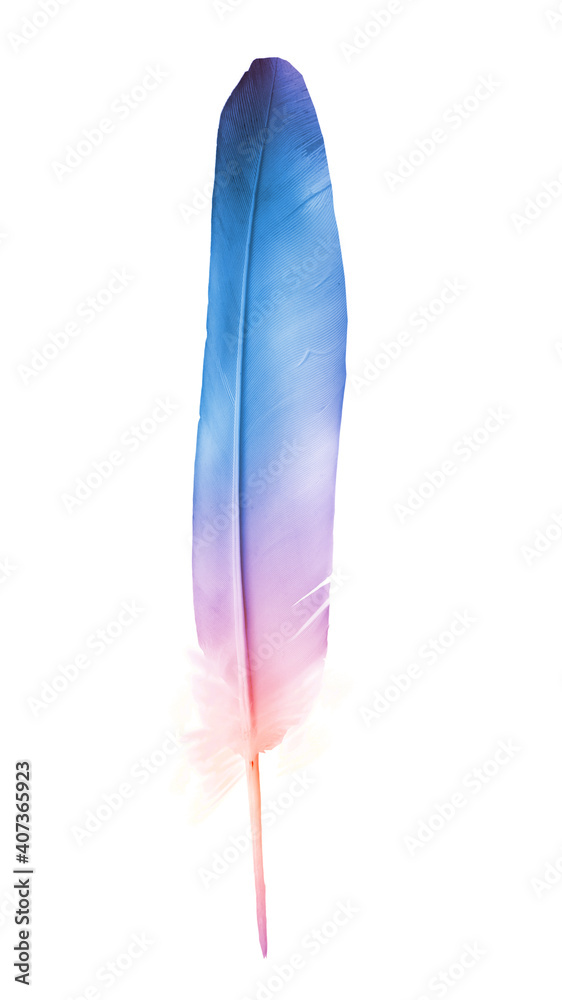 Beautiful color feather isolated on white background Beautiful color feather isolated on white background