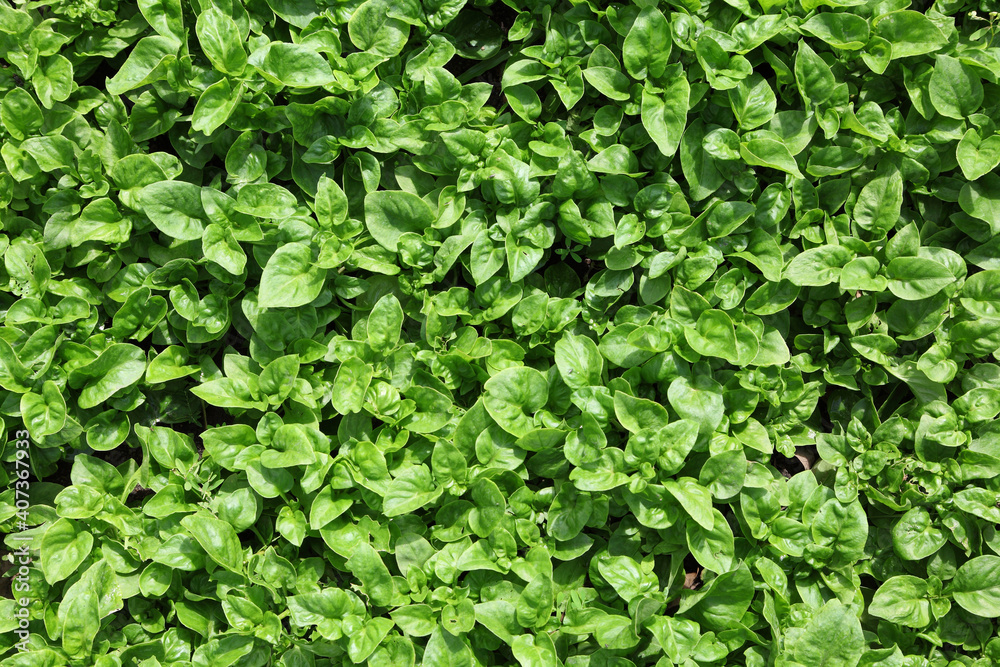 Fresh organic Asian spinach in garden Fresh organic Asian spinach in garden