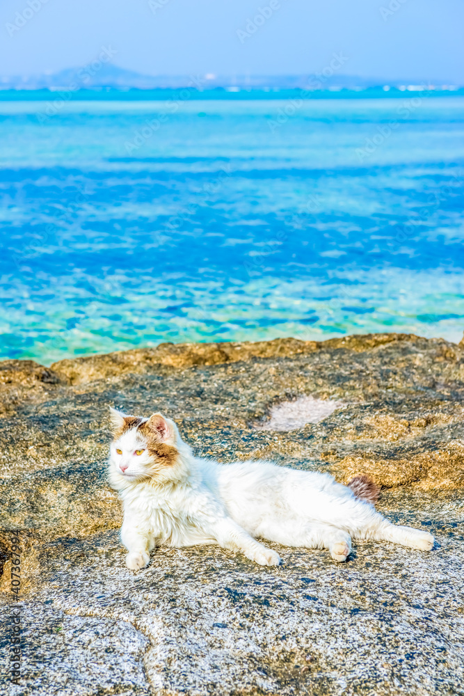Fototapeta premium 猫と沖縄の海