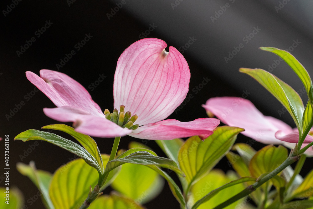 Obraz premium ハナミズキの花