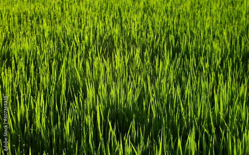 Closeup Of Young Paddy In Paddy Field Closeup Of Young Paddy In Paddy Field
