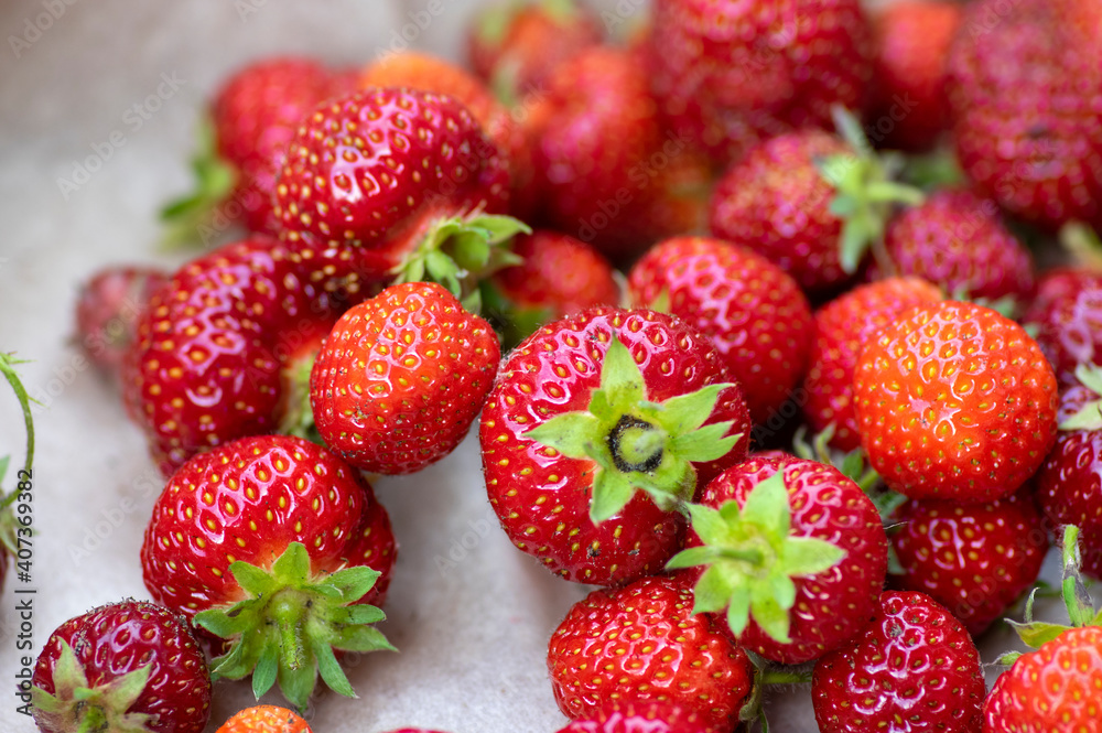 Harvested fresh raw red ripened strawberries background, group of fruits with green stems