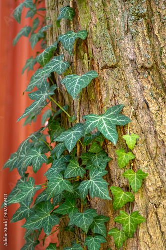 Fotografiet Hedera helix detail of green leaves, poison ivy evergreen plant, green foliage o
