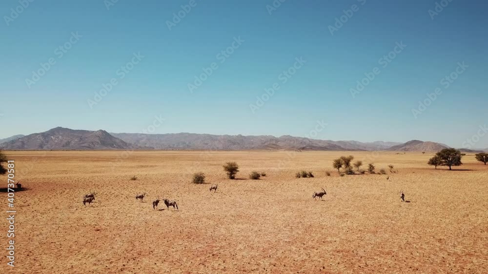 Namibia Kalahari Desert in Africa. Aerial Drone Shot. Springbok Gazelle Antelope Grazing at Savannah Lanscape of the Desert. View From Above Camera Panning Slowly Right Namibia Kalahari Desert in Africa. Aerial Drone Shot. Springbok Gazelle Antelope Grazing at Savannah Lanscape of the Desert. View From Above Camera Panning Slowly Right