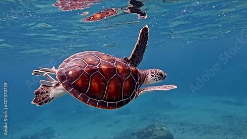 Solitary Sea Turtle Swimming In The Blue Ocean - medium underwater shot photo