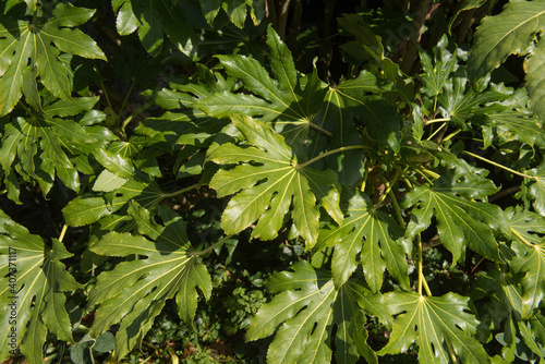 Close Up of the Bright Green Glossy Leaves of a Japanese Aralia or Castor Oil Plant (Fatsia japonica) Growing in a Garden in Rural Devon, England, UK