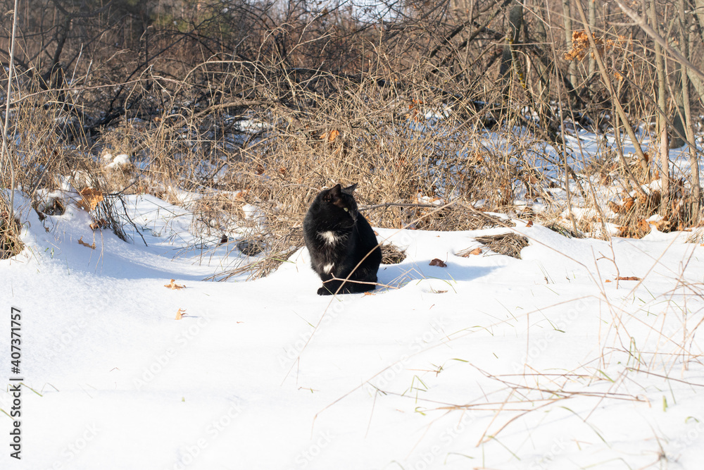 Black cat in the winter forest in the snow. Pets in the wild, wild cat