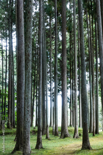 Japanese cedar forest
